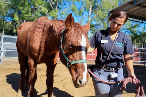 Two horses in 'poor condition' abandoned at Tijuana River Valley Regional Park